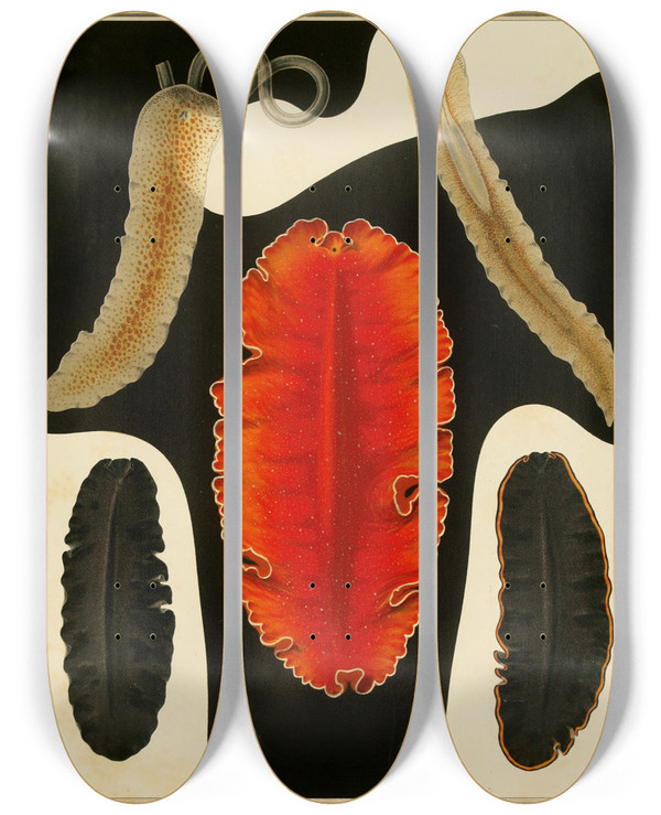 Triptych art skateboard deck of Arnold Lang Die Polycladen Des Golfes Von Neapel Und Der Angrenzenden Meeresabschnitte Pl5 by Arnold Lang (1855-1914)