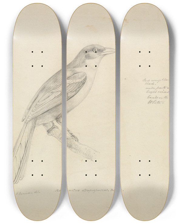 Triptych art skateboard deck of William Swainson A Bird by William Swainson (1789-1855)