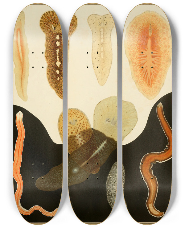 Triptych art skateboard deck of Arnold Lang Die Polycladen Des Golfes Von Neapel Und Der Angrenzenden Meeresabschnitte Pl2 by Arnold Lang (1855-1914)