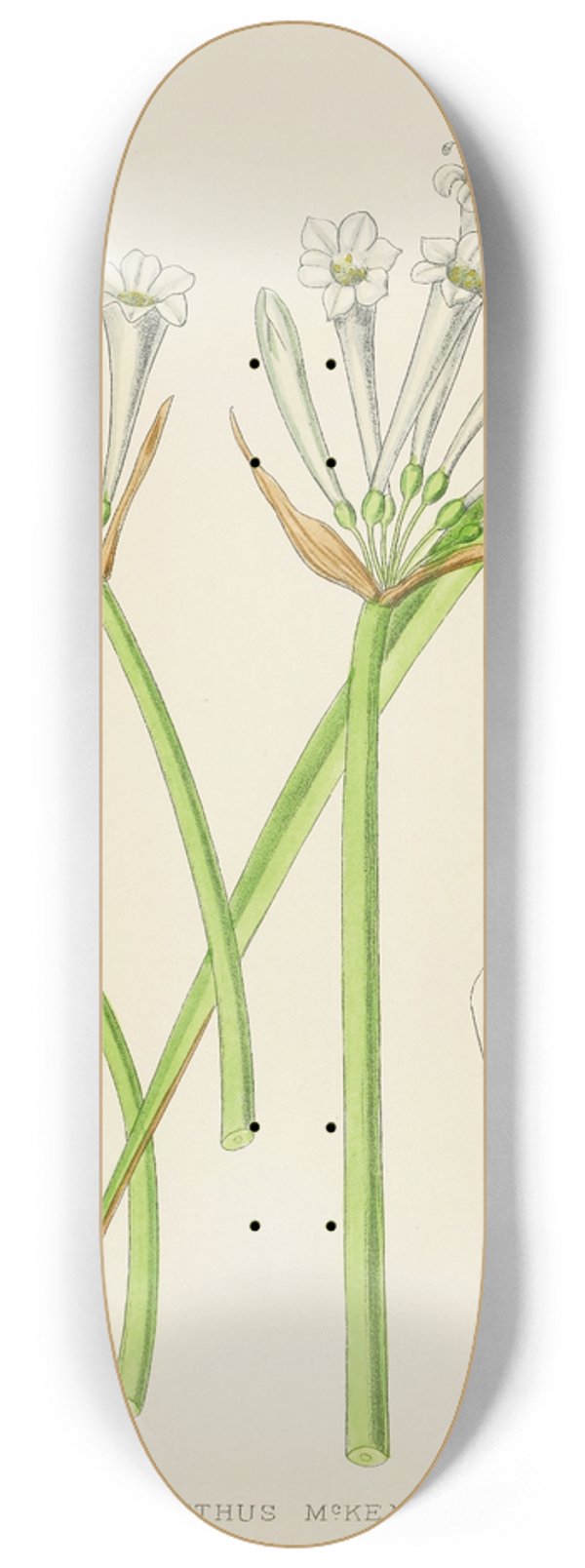 Illtyd Buller Pole-Evans - Cyrtanthus Mckenii 8.25 inch art skate deck