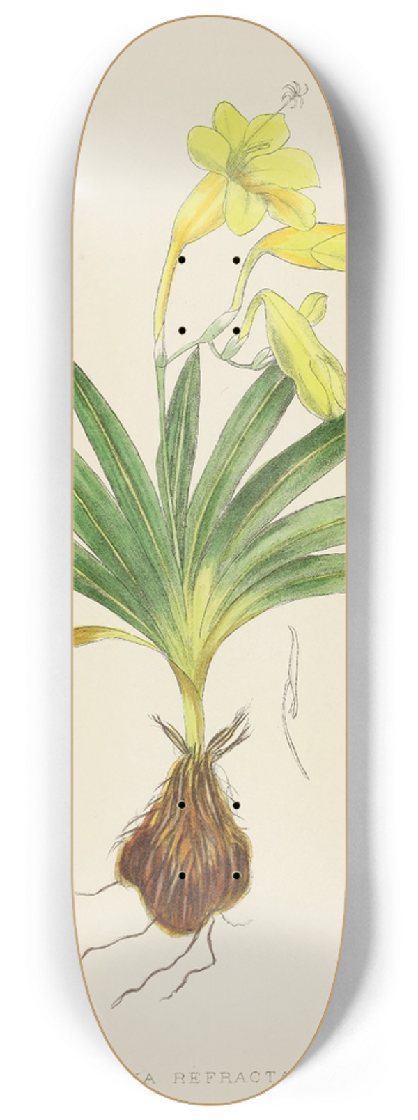 Illtyd Buller Pole-Evans - Freesia Refracta 8.25 inch art skate deck