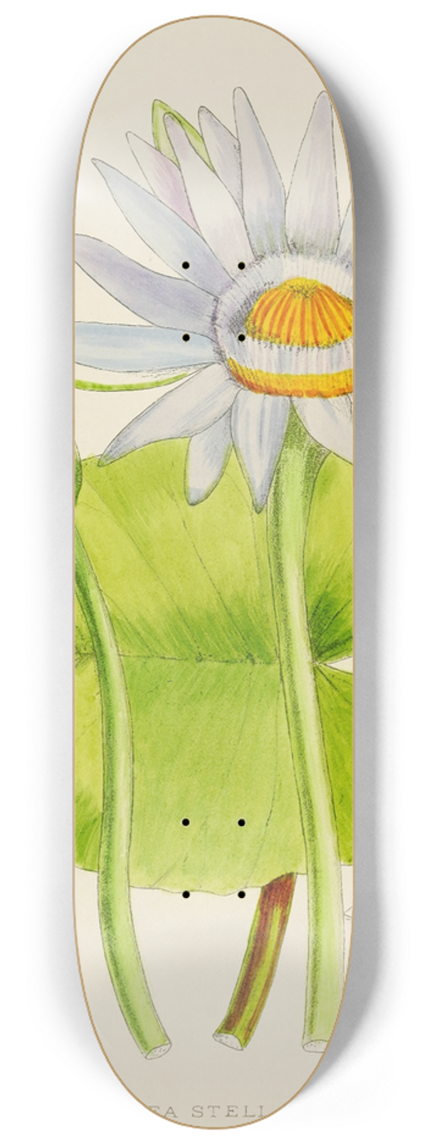 Illtyd Buller Pole-Evans - Nymphaea Stellata 8.25 inch art skate deck