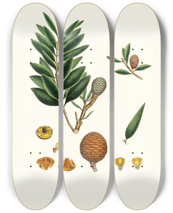 Triptych art skateboard deck of Aylmer Bourke Lambert Dammara Orientalis Amboyna Pitch Tree by Aylmer Bourke Lambert (1761-1842)