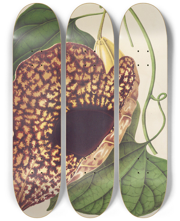 Triptych art skateboard deck of Charles Antoine Lemaire Aristolochia Cordiflora by Charles Antoine Lemaire (1800-1871)
