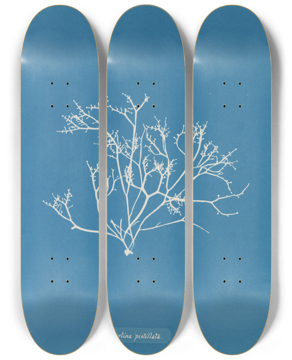Triptych art skateboard deck of Anna Atkins Gigartina Pistillata by Anna Atkins (1799-1871)