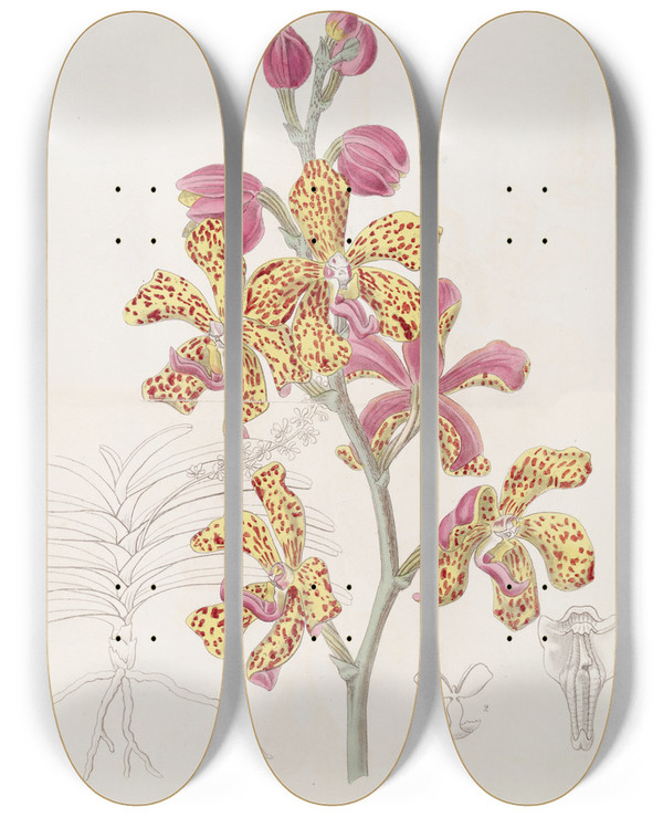 Triptych art skateboard deck of Sydenham Edwards Crimson And Yellow Vanda by Sydenham Edwards (1768-1819)