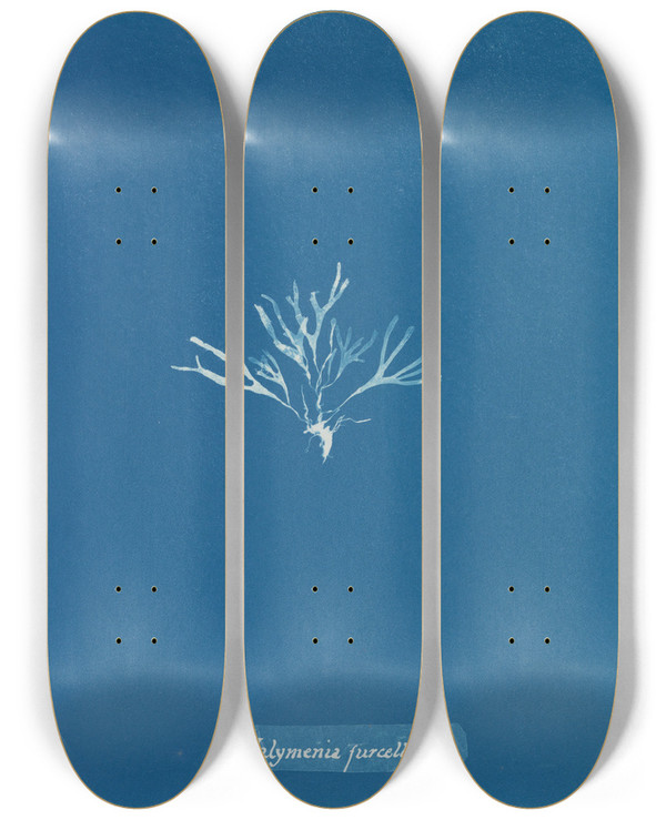 Triptych art skateboard deck of Anna Atkins Halymenia Furcellaria_2 by Anna Atkins (1799-1871)