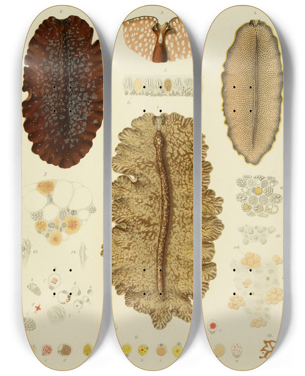 Triptych art skateboard deck of Arnold Lang Die Polycladen Des Golfes Von Neapel Und Der Angrenzenden Meeresabschnitte Pl10 by Arnold Lang (1855-1914)
