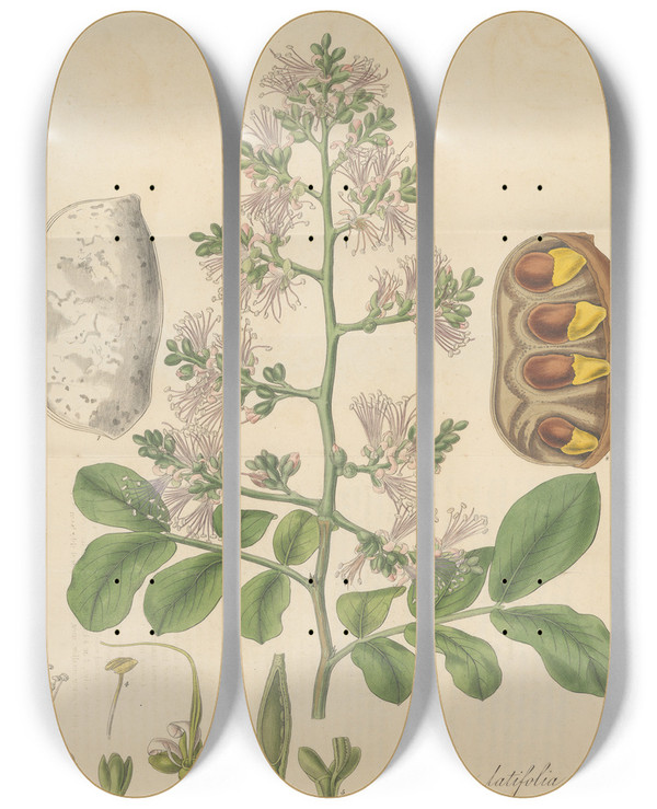 Triptych art skateboard deck of William Jackson Hooker Shotia Latifolia by William Jackson Hooker (1785-1865)