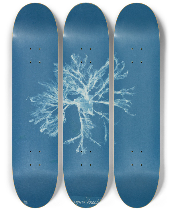 Triptych art skateboard deck of Anna Atkins Ectocarpus Brachiatus_2 by Anna Atkins (1799-1871)