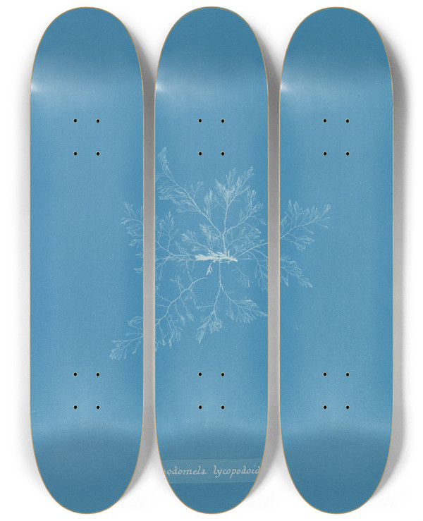 Triptych art skateboard deck of Anna Atkins Rhodomela Lycopodoides by Anna Atkins (1799-1871)