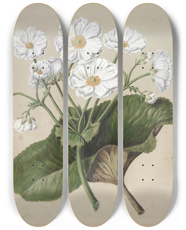 Triptych art skateboard deck of Sarah Featon The Mountain Lily by Sarah Featon (1848-1927)