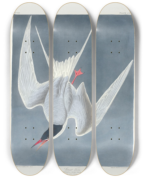 Triptych art skateboard deck of John James Audubon Great Tern by John James Audubon (1785-1851)
