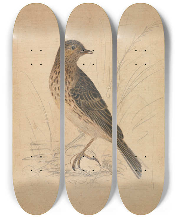 Triptych art skateboard deck of James Sowerby Meadow Pipit by James Sowerby (1757-1822)