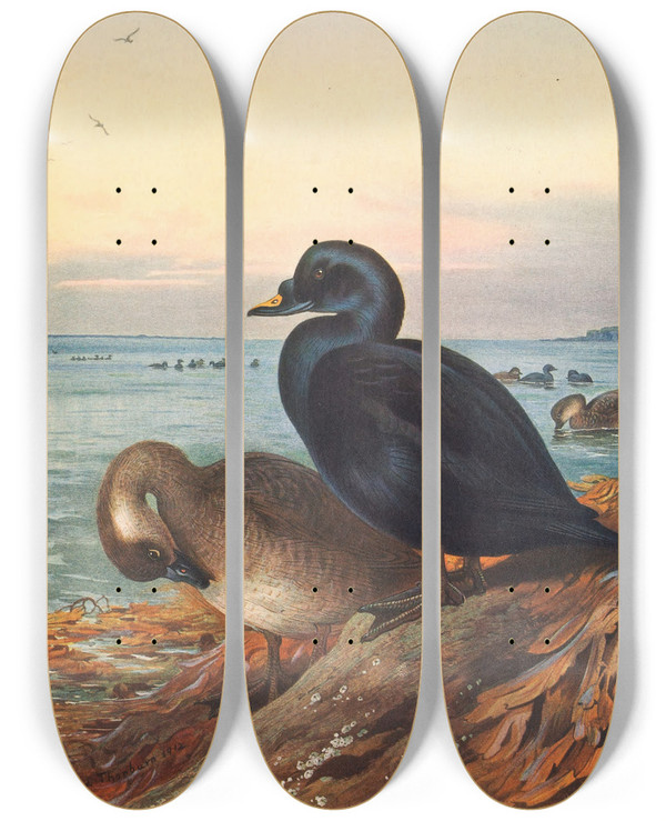 Triptych art skateboard deck of Archibald Thorburn Common Scoter by Archibald Thorburn (1860-1935)