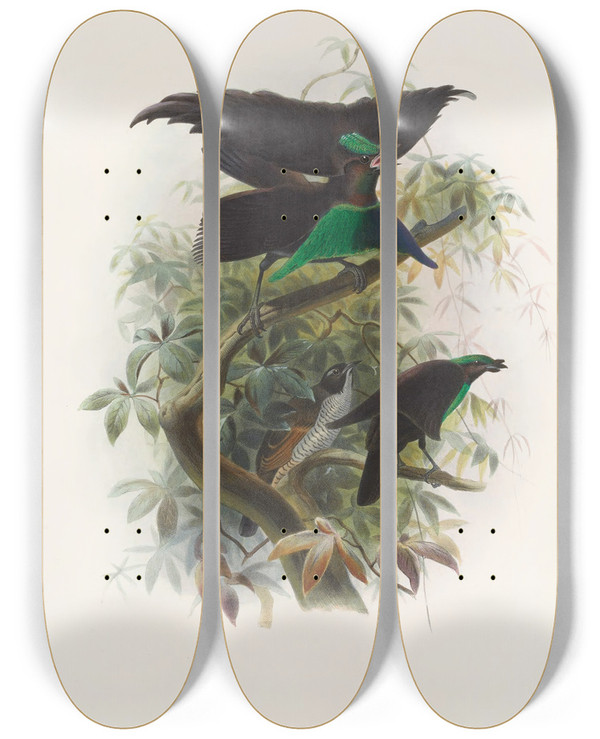 Triptych art skateboard deck of Daniel Giraud Elliot Lophorina Atra by Daniel Giraud Elliot (1835-1915)