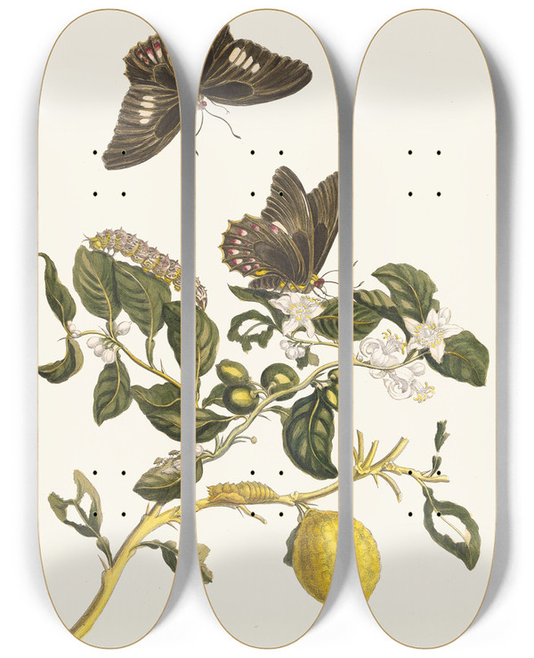Triptych art skateboard deck of Maria Sibylla Merian Limonier by Maria Sibylla Merian (1647-1717)