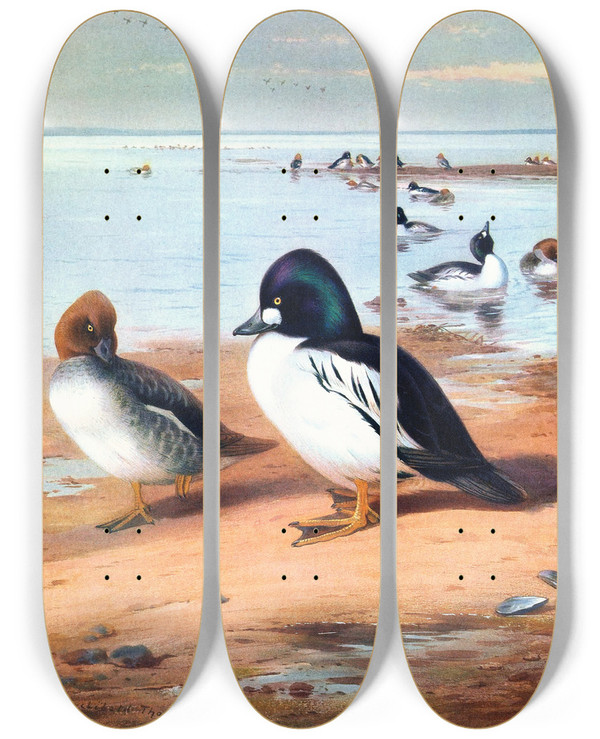 Triptych art skateboard deck of Archibald Thorburn Goldeneye by Archibald Thorburn (1860-1935)