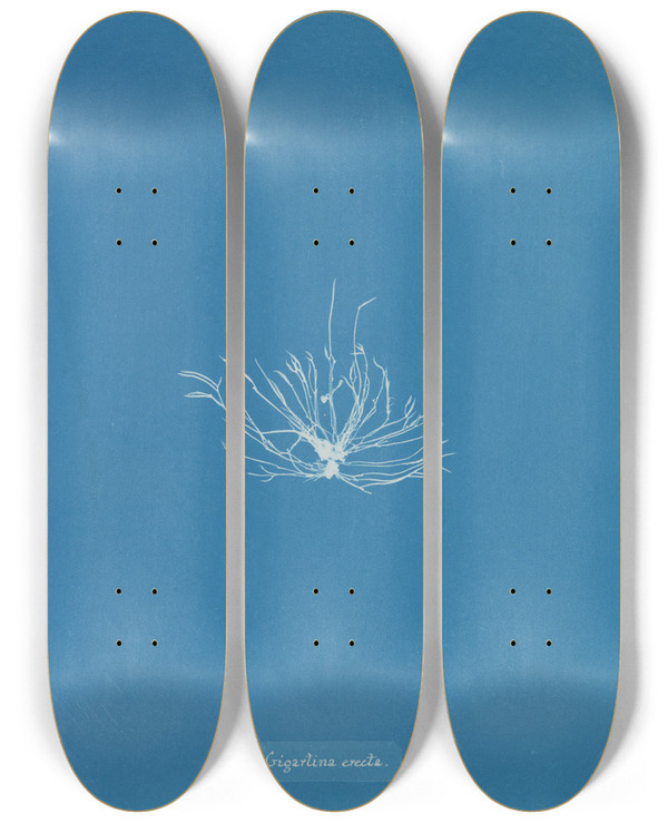 Triptych art skateboard deck of Anna Atkins Gigartina Erecta by Anna Atkins (1799-1871)