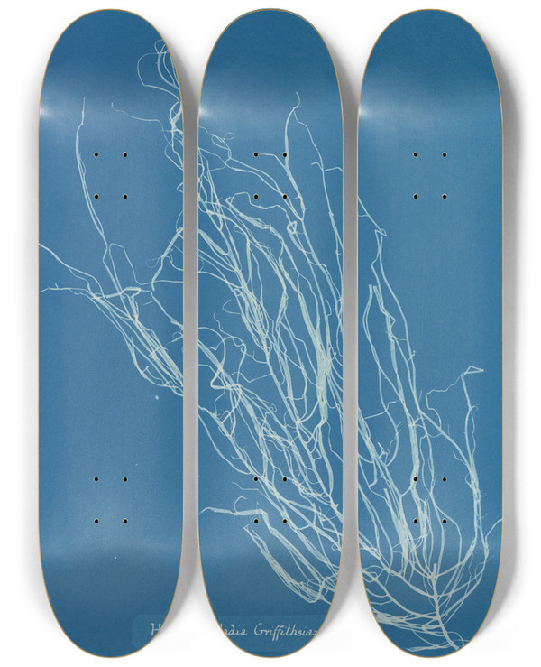 Triptych art skateboard deck of Anna Atkins Helminthocladia Griffithsiana by Anna Atkins (1799-1871)