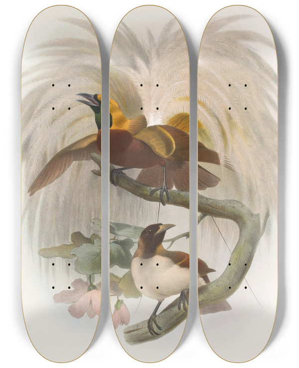 Triptych art skateboard deck of Daniel Giraud Elliot Paradisea Minor by Daniel Giraud Elliot (1835-1915)