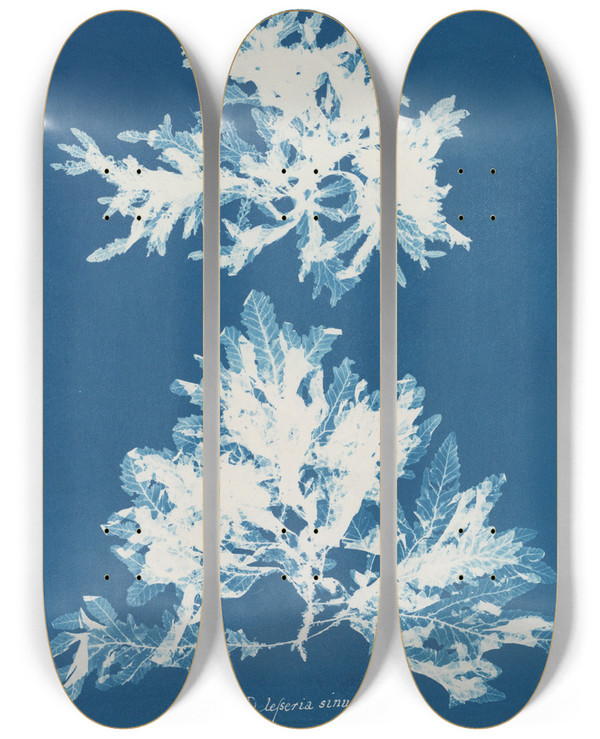 Triptych art skateboard deck of Anna Atkins Delesseria Sinuosa by Anna Atkins (1799-1871)