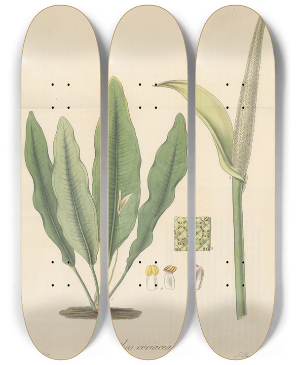 Triptych art skateboard deck of William Jackson Hooker Pothos Coriacea by William Jackson Hooker (1785-1865)