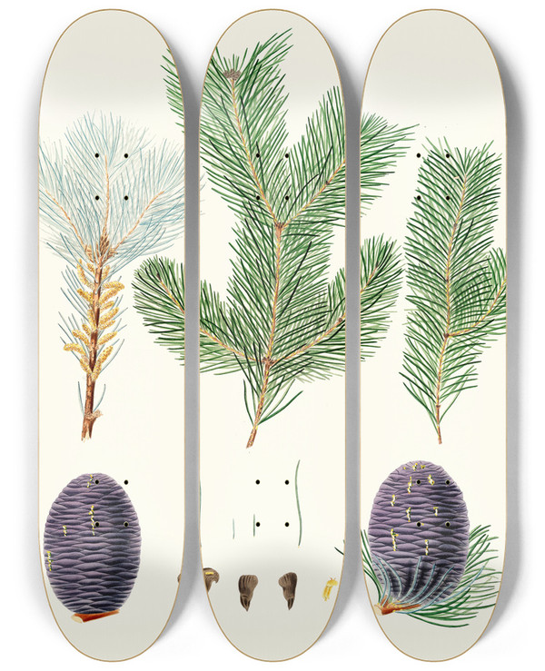 Triptych art skateboard deck of Aylmer Bourke Lambert Pinus Pindrow Toothleaved Fir by Aylmer Bourke Lambert (1761-1842)