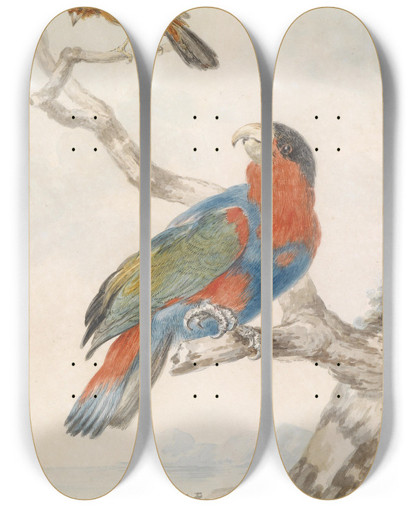 Triptych art skateboard deck of Abraham Meertens Papagei by Abraham Meertens (1747-1823)