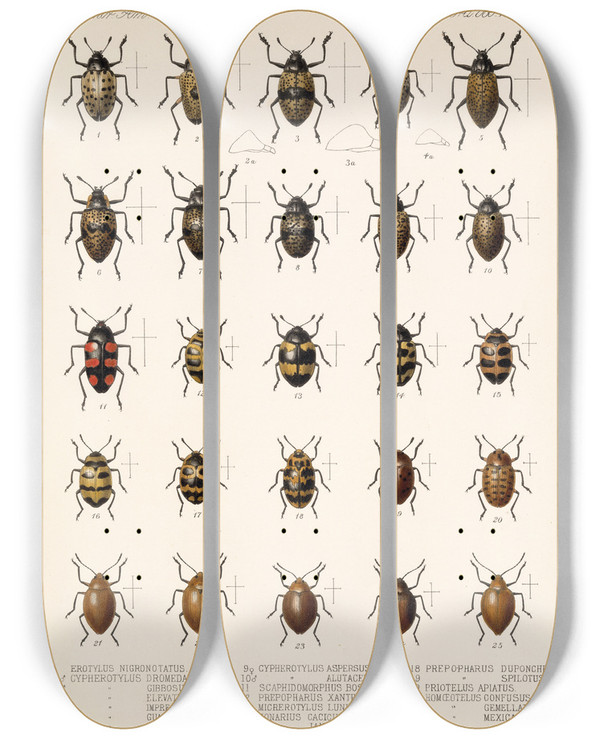 Triptych art skateboard deck of Frederick Ducane Godman Insecta Coleoptera Pl 294 by Frederick Ducane Godman (1834-1919)