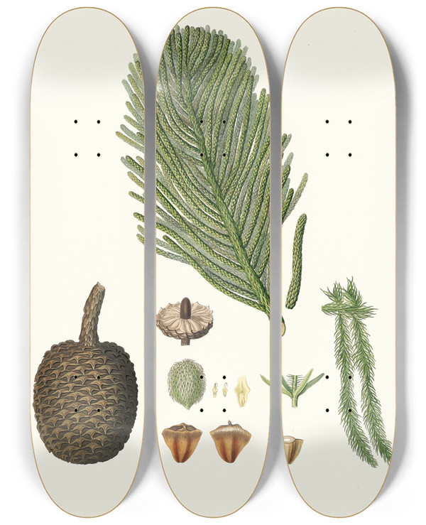 Triptych art skateboard deck of Aylmer Bourke Lambert Arucaria Excelsa Norfolk Island Pine by Aylmer Bourke Lambert (1761-1842)