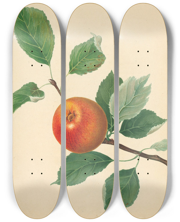 Triptych art skateboard deck of Thomas Andrew Knight Orange Pippin by Thomas Andrew Knight (1759-1838)