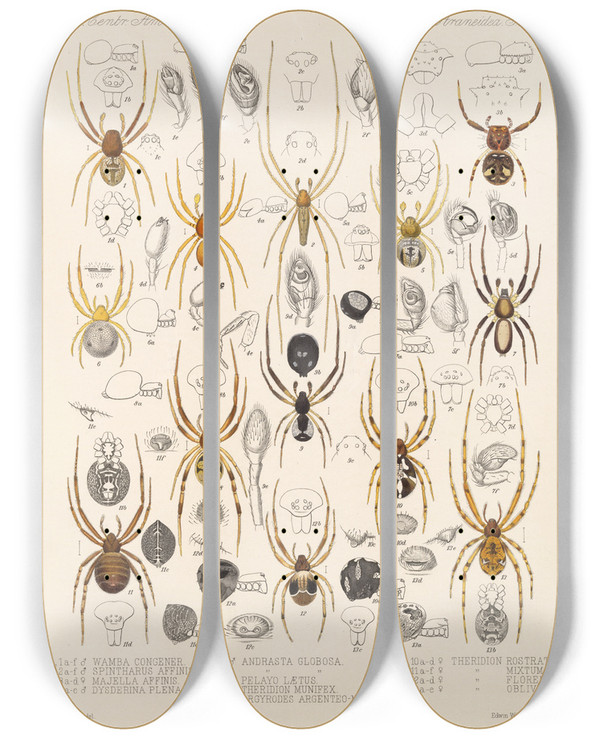 Triptych art skateboard deck of Frederick Ducane Godman Arachnida Araneidea Pl 24 by Frederick Ducane Godman (1834-1919)