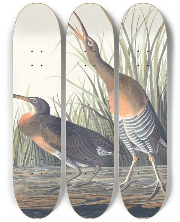 Triptych art skateboard deck of John James Audubon Salt Water Marsh Hen by John James Audubon (1785-1851)