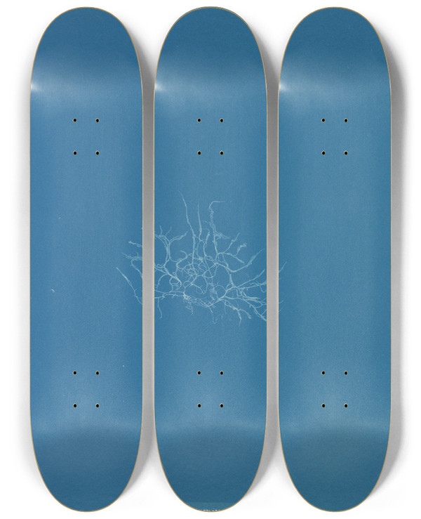 Triptych art skateboard deck of Anna Atkins Batrachospermum Stagnale by Anna Atkins (1799-1871)