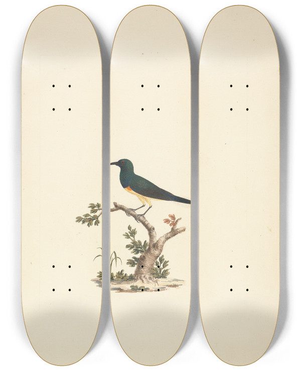 Triptych art skateboard deck of Luigi Balugani Unidentified Sunbird by Luigi Balugani (1737-1770)