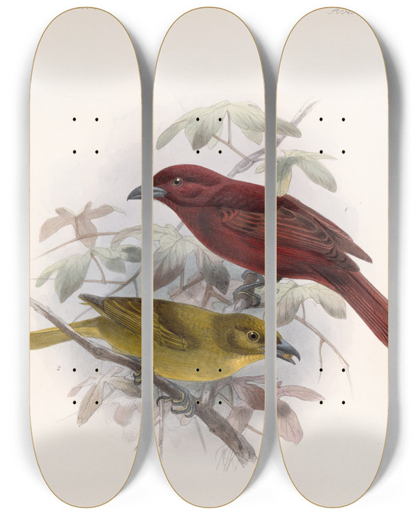 Triptych art skateboard deck of Frederick Ducane Godman Aves Pl 20 by Frederick Ducane Godman (1834-1919)