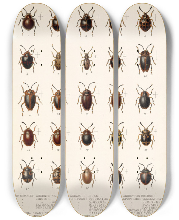 Triptych art skateboard deck of Frederick Ducane Godman Insecta Coleoptera Pl 295 by Frederick Ducane Godman (1834-1919)