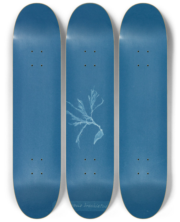 Triptych art skateboard deck of Anna Atkins Ectocarpus Brachiatus_1 by Anna Atkins (1799-1871)