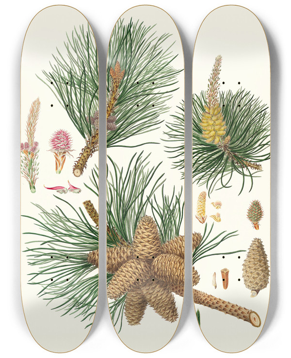 Triptych art skateboard deck of Aylmer Bourke Lambert Pinus Rigida Threeleaved Virginian Pine by Aylmer Bourke Lambert (1761-1842)