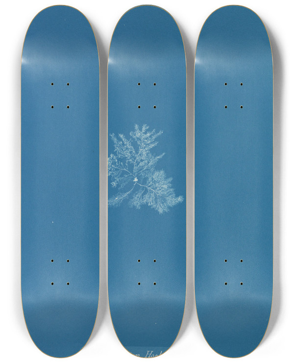 Triptych art skateboard deck of Anna Atkins Callithamnion Hookeri Var by Anna Atkins (1799-1871)