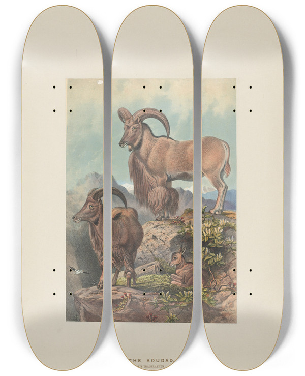 Triptych art skateboard deck of Joseph Wolf The Aoudad_2 by Joseph Wolf (1820-1899)