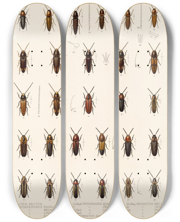 Triptych art skateboard deck of Frederick Ducane Godman Insecta Coleoptera Pl 072 by Frederick Ducane Godman (1834-1919)