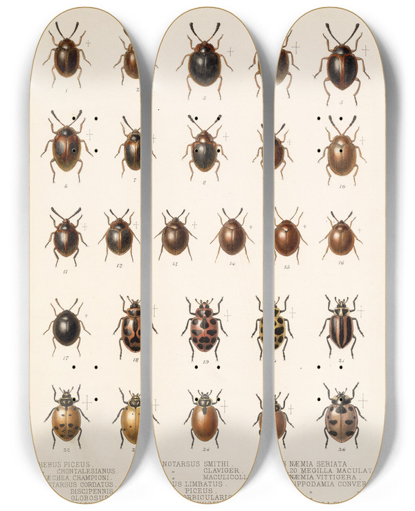 Triptych art skateboard deck of Frederick Ducane Godman Insecta Coleoptera Pl 296 by Frederick Ducane Godman (1834-1919)