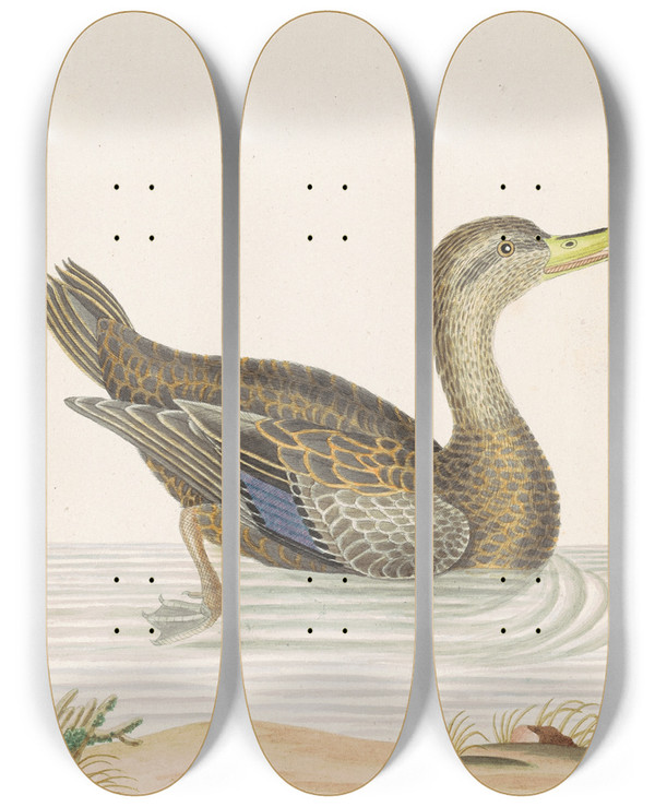 Triptych art skateboard deck of John Abbot Roan Duck_1 by John Abbot (1751-1840)