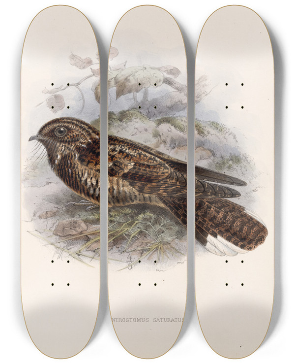 Triptych art skateboard deck of Frederick Ducane Godman Aves Pl 60 by Frederick Ducane Godman (1834-1919)