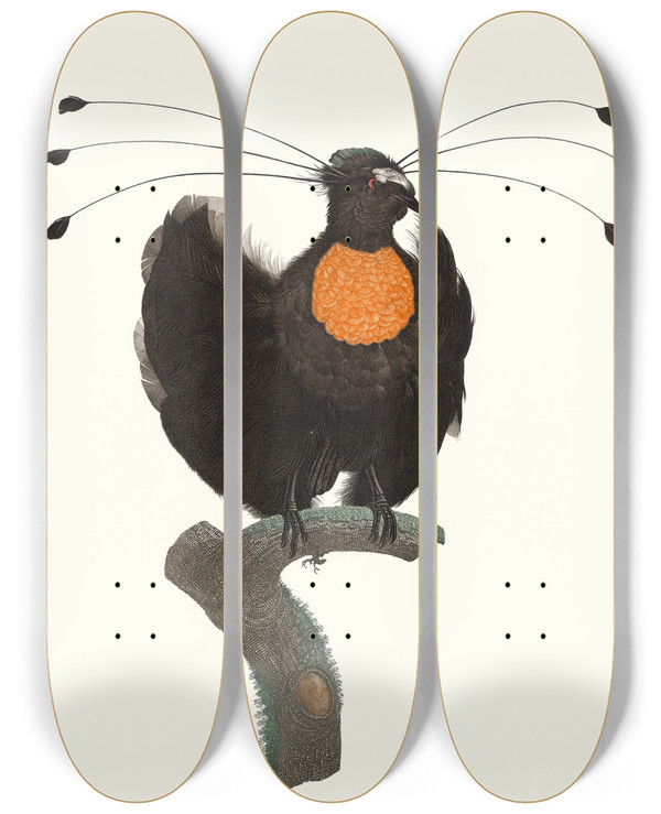 Triptych art skateboard deck of Jacques Barraband Le Sifilet by Jacques Barraband (1767-1809)