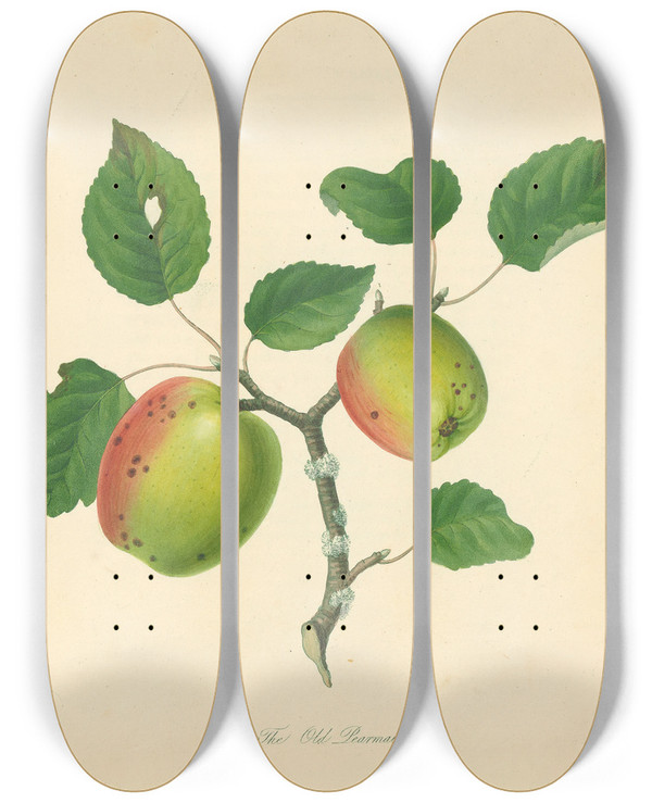 Triptych art skateboard deck of Thomas Andrew Knight Old Pearmain by Thomas Andrew Knight (1759-1838)