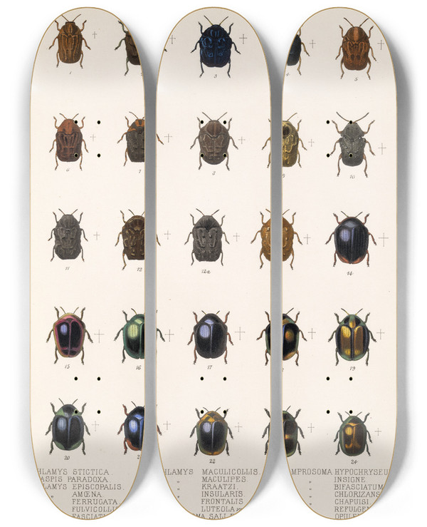 Triptych art skateboard deck of Frederick Ducane Godman Insecta Coleoptera Pl 237 by Frederick Ducane Godman (1834-1919)