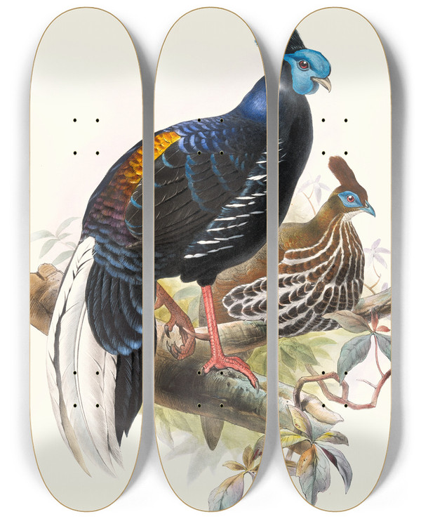 Triptych art skateboard deck of Joseph Smit Euplocomus Ignitus by Joseph Smit (1836-1929)